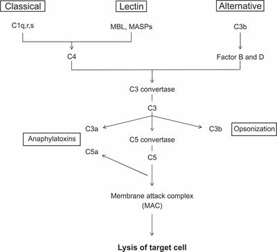 Immune Mediated Degeneration and Possible Protection in Glaucoma